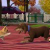 TS3_PETS_ANNOUNCE_CAT_DOG_PLAY_01