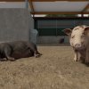 fs22_pigs_1_de