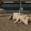 fs22_pigs_2_de