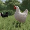 fs22chicken_1_de