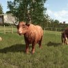 fs25-hf-cattle