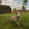 fsse_release_sheep
